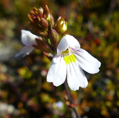 Euphrasia cuneata