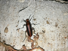 Pyrota tenuicostatis