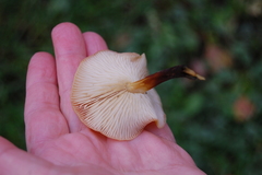 Basidiomycota