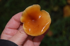 Basidiomycota