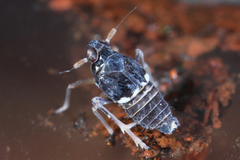 Pissonotus piceus