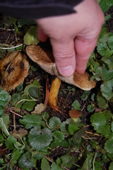 Basidiomycota
