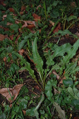 Rumex crispus