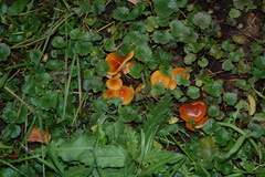 Basidiomycota