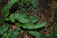 Rumex crispus