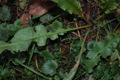 Rumex crispus