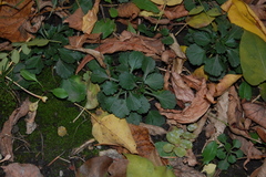 Leucanthemum vulgare