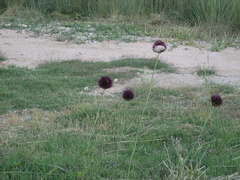 Allium sphaerocephalon