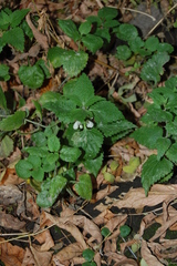 Lamium album