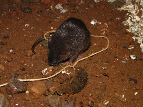 Ferreira's fish-eating rat (Daptomys ferreirai) — Data Deficient Mammalia