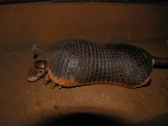 Cabassous unicinctus