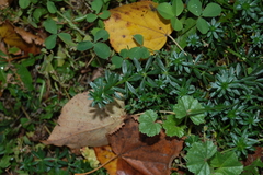 Galium mollugo