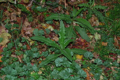 Cirsium arvense
