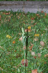Dactylis glomerata