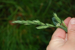 Dactylis glomerata