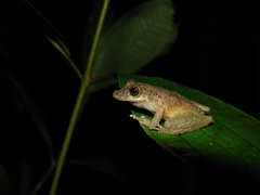 Scinax garbei