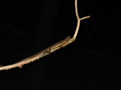 Uranoscodon superciliosus