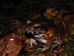 Leptodactylus paraensis