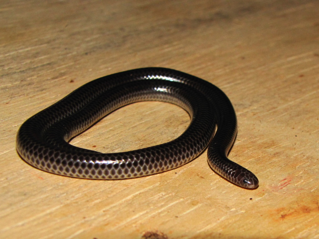 Big-Scaled Blind Snake