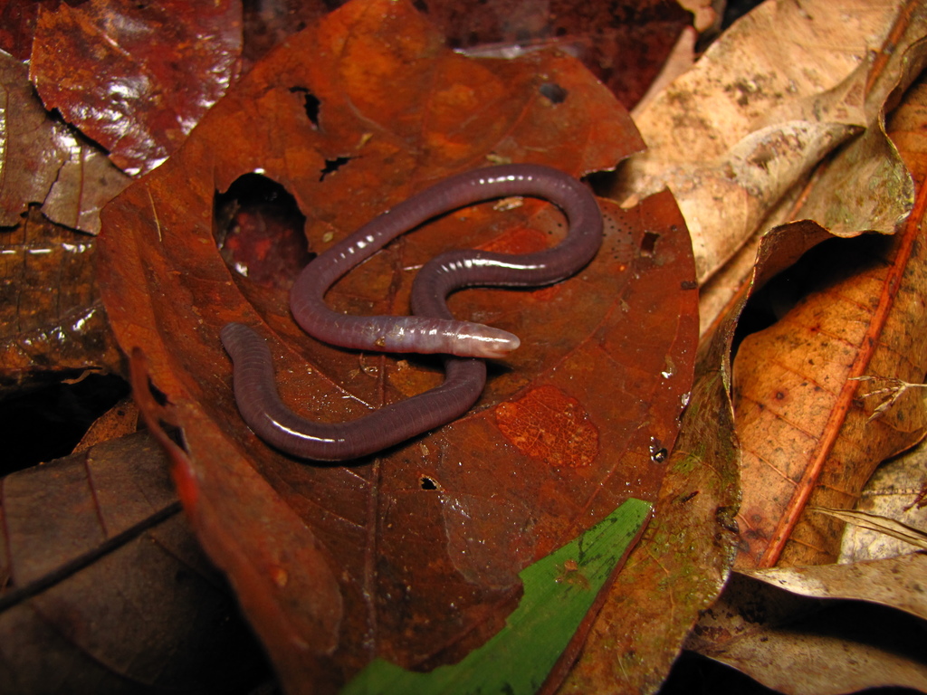 Tiny Taylor's Caecilian