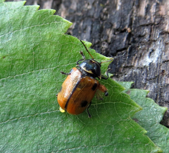 Cryptocephalus distinguendus