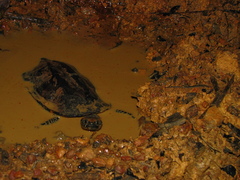 Platemys platycephala