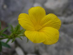 Linum campanulatum
