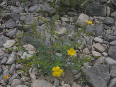 Linum campanulatum