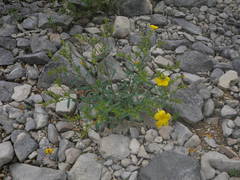 Linum campanulatum