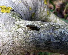 Agrilus suvorovi