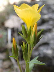 Linum campanulatum