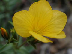Linum campanulatum
