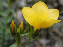 Linum campanulatum