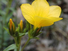Linum campanulatum