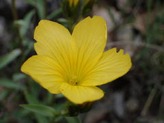 Linum campanulatum