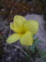 Linum campanulatum