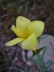 Linum campanulatum
