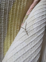 Emmelina monodactyla