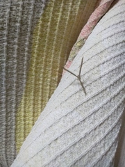 Emmelina monodactyla