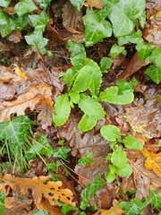 Primula elatior