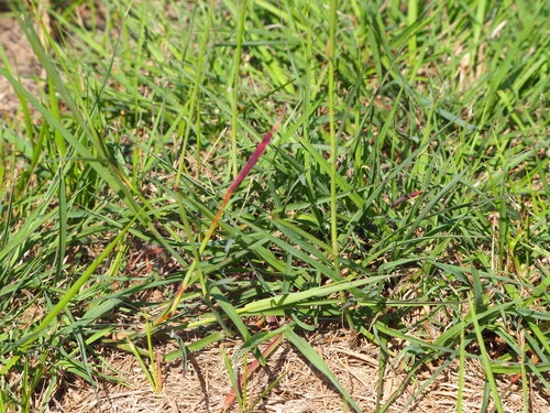 Bothriochloa bladhii