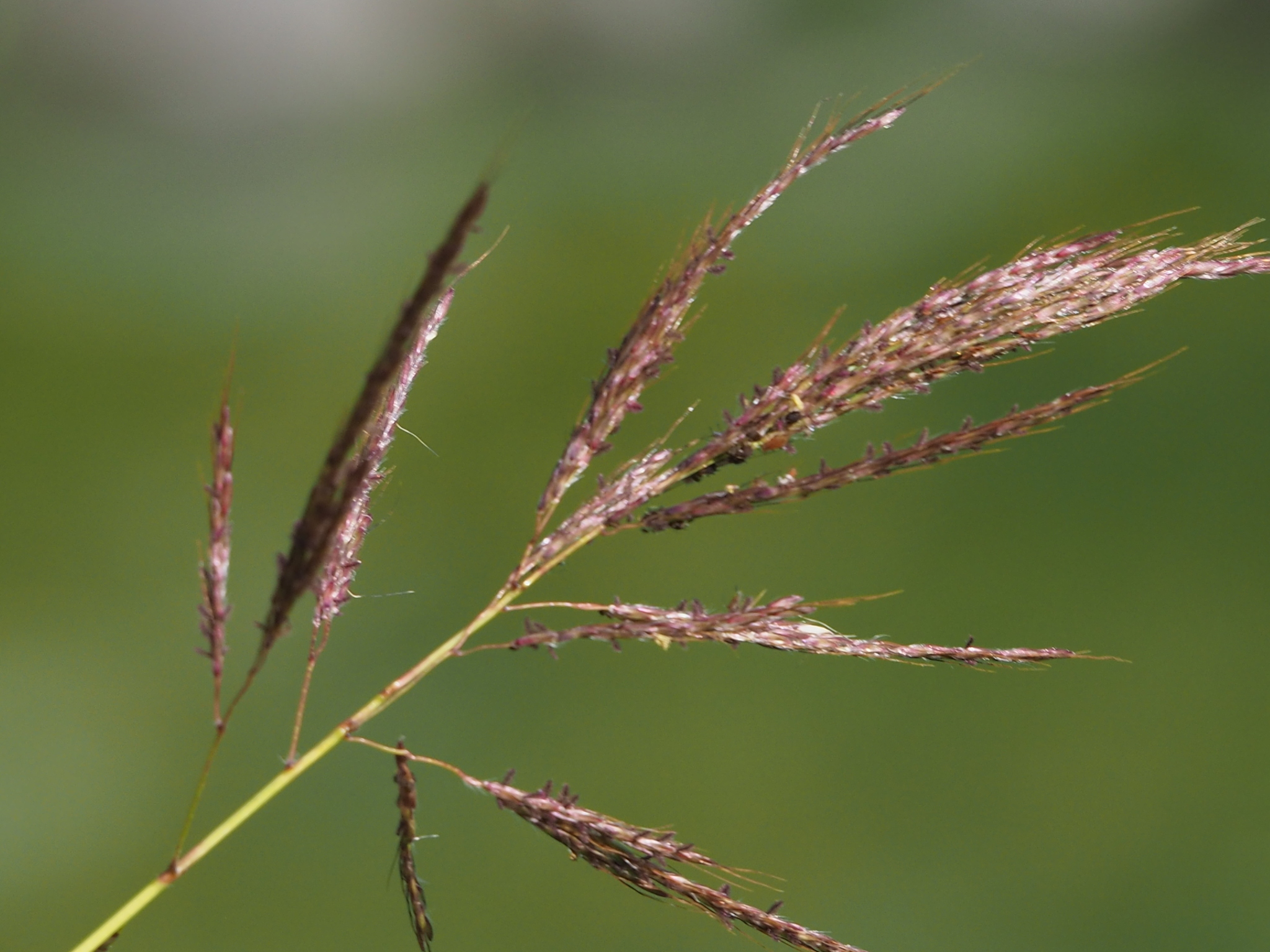 Bothriochloa bladhii