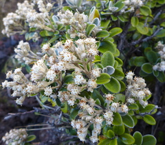 Brachyglottis bidwillii