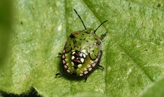 Nezara viridula