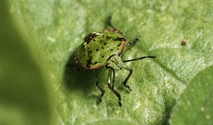 Nezara viridula