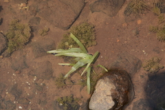 Vallisneria spiralis