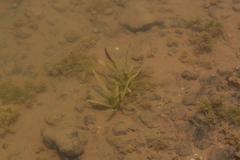 Vallisneria spiralis