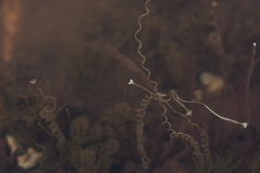 Vallisneria spiralis