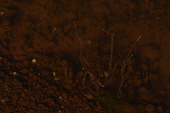 Vallisneria spiralis