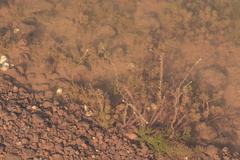 Vallisneria spiralis